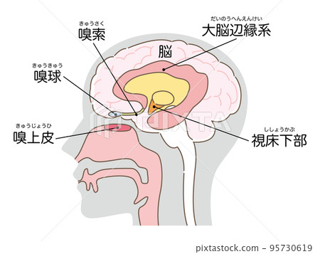 Olfactory epithelium and brain (body grey) 95730619