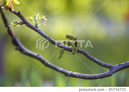 Walnut blooms. Flowers of walnut on tree branch on copy space blurred background. Selective focus. Walnut blooms. Flowers of walnut on tree branch on copy space blurred background. Selective focus. 95730735
