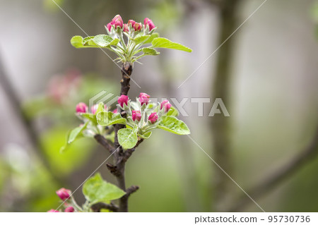 Blossoming apple branch. White flower, pink buds and bright green small leaves on copy space bokeh background. 95730736