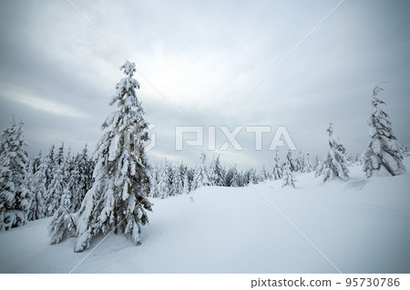 Moody winter landscape of spruce forest cowered with deep snow in white cold frozen mountains. 95730786