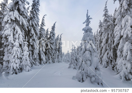 Beautiful winter mountain landscape. Tall spruce trees covered with snow in winter forest and cloudy sky background. 95730787