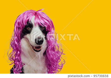 Pet dog border collie wearing colorful curly lilac wig isolated on yellow background. Funny puppy in pink wig in carnival or halloween party. Emotional pet muzzle. Grooming barber hairdresser concept 95730838