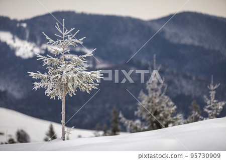 Winter landscape. Tall pine tree alone on mountain snowy slope on cold sunny day on blurred background of dense spruce forest. 95730909