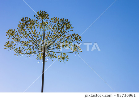 Dill seed on blue background 95730961