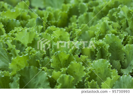 Green salad leaves background 95730993
