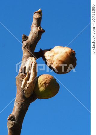 螳螂卵產在無花果樹枝上 螳螂卵產在無花果樹枝上 95731090