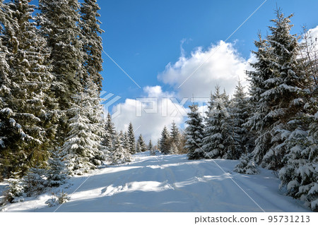 Bright winter landscape with pine trees covered with fresh fallen snow in mountain forest on cold wintry day. 95731213