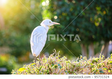 White cattle egret wild bird, also known as Bubulcus ibis walking on green lawn in summer White cattle egret wild bird, also known as Bubulcus ibis walking on green lawn in summer 95731324