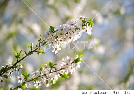 Twigs of cherry tree with white blossoming flowers in early spring Twigs of cherry tree with white blossoming flowers in early spring 95731332
