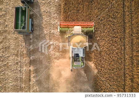 Aerial view of combine harvester and cargo trailer working during harvesting season on large ripe wheat field. Agriculture and transportation of raw grain concept 95731333