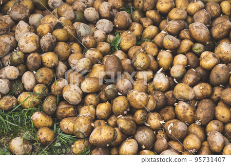 food waste on a compost heap 95731407