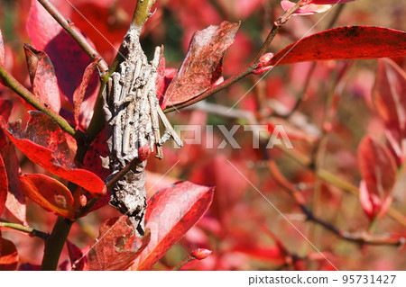 Larvae of the giant moth on a blueberry branch Larvae of the giant moth on a blueberry branch 95731427