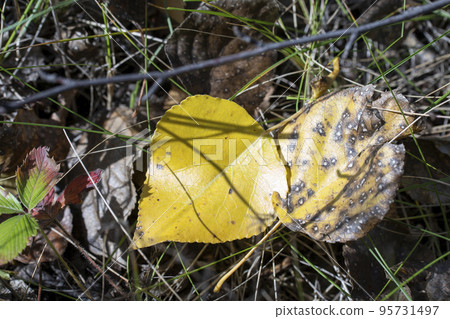 yellow autumn leaves on the ground, fallen foliage yellow autumn leaves on the ground, fallen foliage 95731497