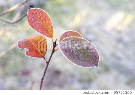 Autumn yellow leaf on a branch in the needles of frost. Autumn yellow leaf on a branch in the needles of frost. 95731500