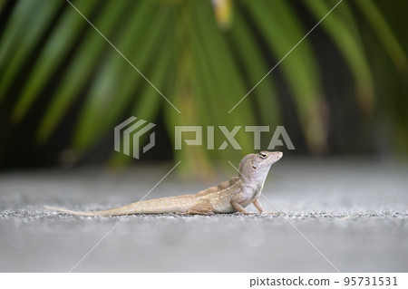 Macro closeup of blown alone lizard warming on summer sun. Anolis sagrei small reptile in native to Florida USA 95731531