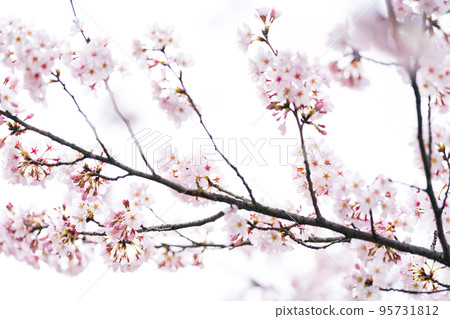 櫻花 櫻 賞櫻 95731812