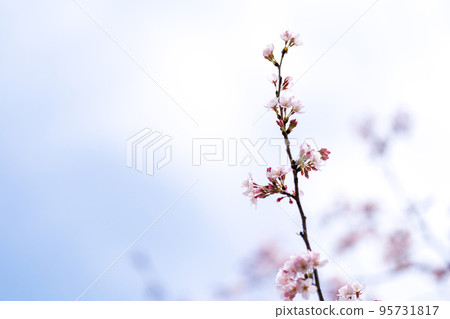 櫻花 櫻 賞櫻 95731817