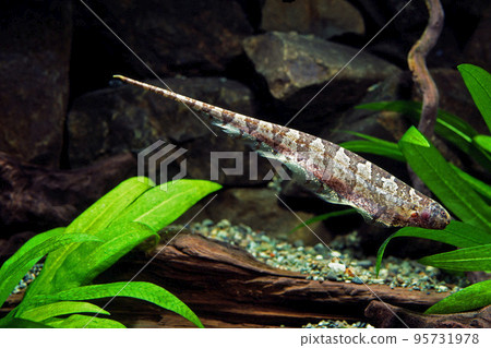 葉刀魚缸 葉刀魚缸 95731978