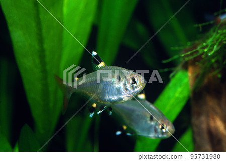 普里斯特拉水族館 普里斯特拉水族館 95731980