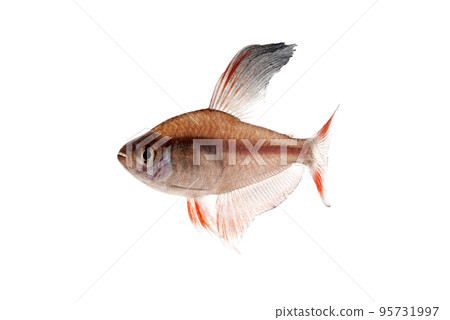 Rosie Tetra 男白背 95731997