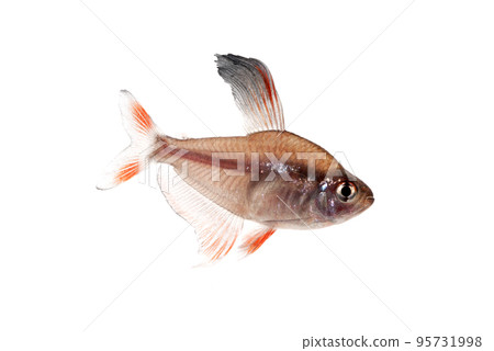 Rosie Tetra Male White Back Rosie Tetra Male White Back 95731998