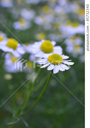 藥用植物倒鉤德國洋甘菊 95732340