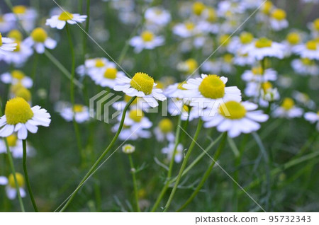 Medicinal plant barb German chamomile 95732343