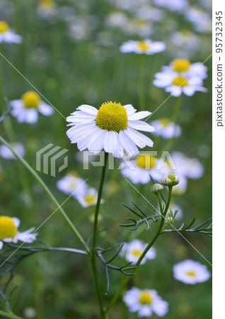 Medicinal plant barb German chamomile 95732345