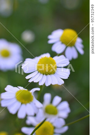Medicinal plant barb German chamomile Medicinal plant barb German chamomile 95732349