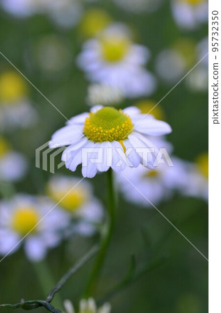 藥用植物倒鉤德國洋甘菊 藥用植物倒鉤德國洋甘菊 95732350