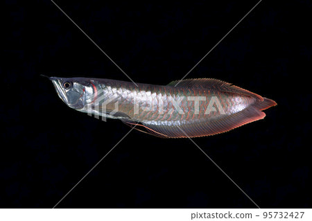 Arowana Silver Arowana Black background 95732427