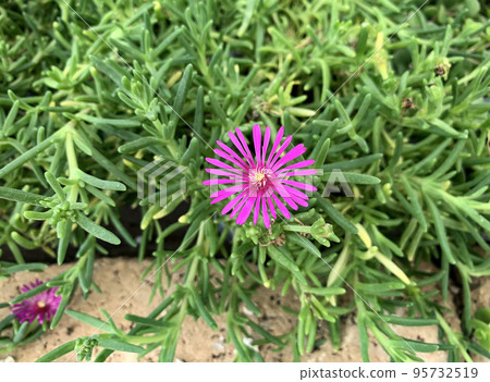 Blooming Delosperma (lat. - Delosperma cooperi) semi-shrub succulent Blooming Delosperma (lat. - Delosperma cooperi) semi-shrub succulent 95732519