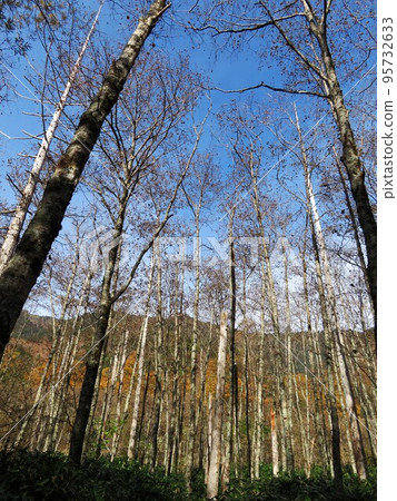 上高地樺木 95732633