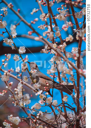 Mei & Mejiro Mei & Mejiro 95732758