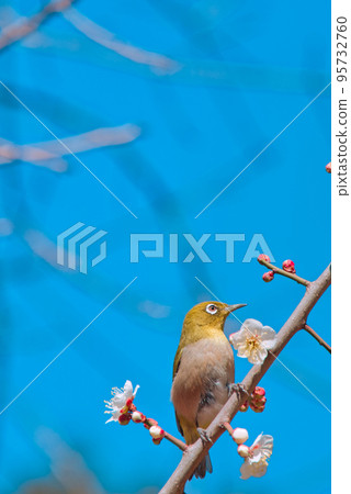 White-eye lizard White-eye lizard 95732760