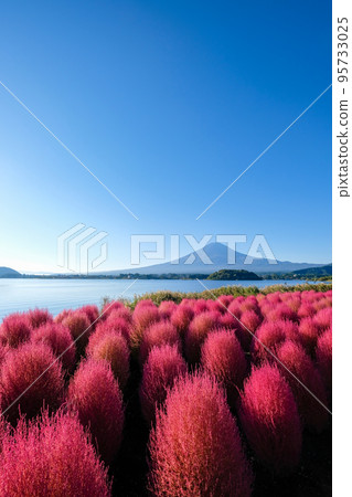 清晨山梨縣河口湖畔的地膚和富士山 清晨山梨縣河口湖畔的地膚和富士山 95733025