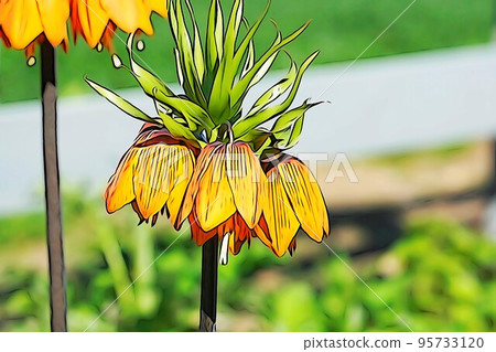 Pastel style ``Yuraku Lily Fritillaria Imperius'' illustration image Pastel style ``Yuraku Lily Fritillaria Imperius'' illustration image 95733120