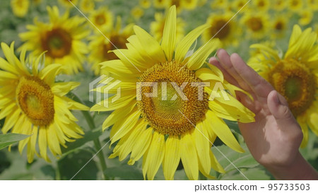 yellow sunflowers touches farmer hand. agriculture concept. farming work. business growing plants ground healthy nutrition people. vegetable oil. countryside sunflower seed flower seeds. crop care. 95733503