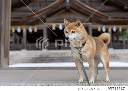 Shiba Inu on the shrine background Shiba Inu on the shrine background 95733587