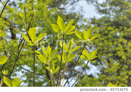 這兩款器件 95733670