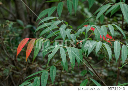 漆樹科山澤秋葉 95734043