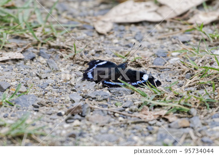 Nymphalidae Ruritateha ♀ 日光浴 95734044