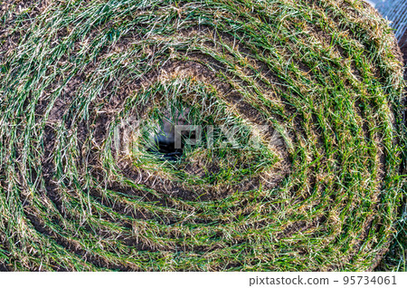 Row of rolled up sod bundles ready to install on a new residential construction job 95734061