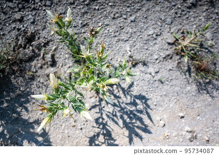 Bractless Stickleaf plant in sandy dry land in rural Kansas 95734087