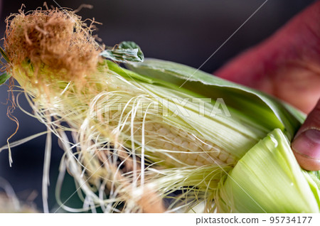 Shucking and detasseling sweetcorn after harvesting Shucking and detasseling sweetcorn after harvesting 95734177