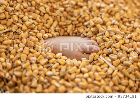 small child's foot buried and entrapped in the top layer of corn in a grain storage bin. small child's foot buried and entrapped in the top layer of corn in a grain storage bin. 95734181