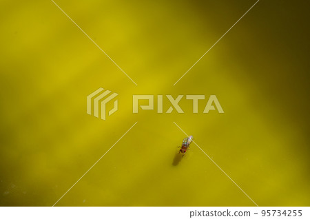 Macro of a single fruit fly caught on a sticky paper trap Macro of a single fruit fly caught on a sticky paper trap 95734255