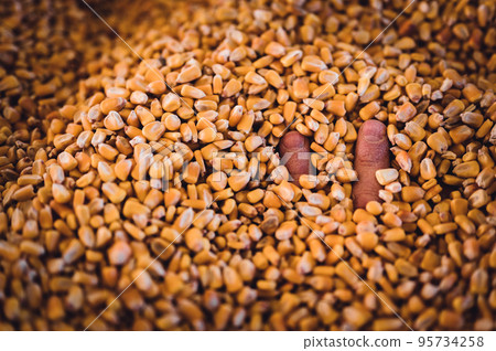 Hand buried and entrapped in the top layer of corn in a grain storage bin. 95734258