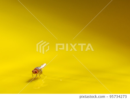 Macro of a single fruit fly caught on a sticky paper trap Macro of a single fruit fly caught on a sticky paper trap 95734273