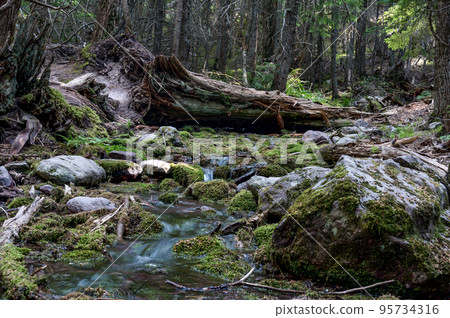 Running glacier melt water in a shallow stream along the Trail of Cedars path to Avalanche Lake in Glacier National Park 95734316